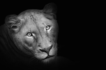 Naklejka na ściany i meble Portrait lioness (Panthera leo krugeri) isolated on black background and copy space