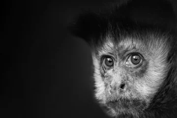 Türaufkleber Closeup of tufted capuchin monkey (Sapajus apella) isolated on black background and copy space © Tomas Hejlek