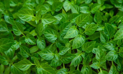 Pepper seedlings grow in spring. Selective focus.