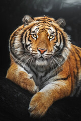 Portrait of Bengal tiger (Panthera tigris tigris) at night, eye to eye contact with the biggest cat