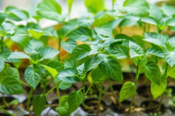 Pepper seedlings grow in spring. Selective focus.