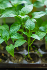 Pepper seedlings grow in spring. Selective focus.