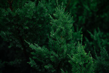 Raindrops on the needles of a coniferous tree on a cloudy day without sun