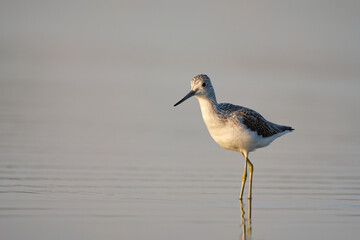 Common greenshank - tringa nebularia on the lake