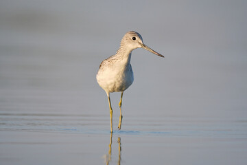 Common greenshank - tringa nebularia on the lake