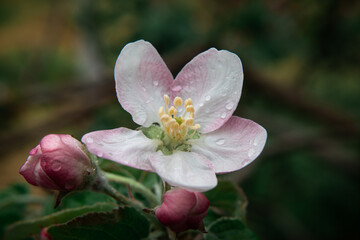Fototapeta na wymiar Raindrops on a delicate peach petal
