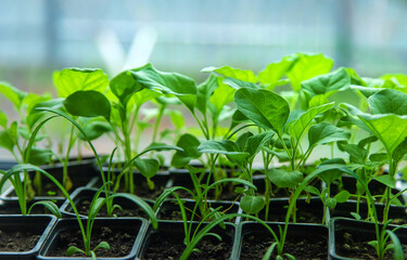 Eggplant seedlings grow in spring. Selective focus.