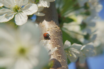 Ladybug on the trunk of a cherry tree