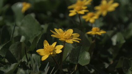 Bright yellow flowers against the background of gentle spring greenery in the rays of the sun. The beauty and energy of spring nature