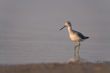 Common greenshank - tringa nebularia on the lake