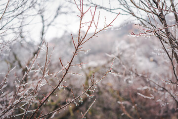 Beautiful nature background and tektura, frozen raindrops on bare branches, freshness and cleanliness