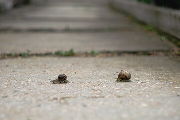 two snails staged a sports race