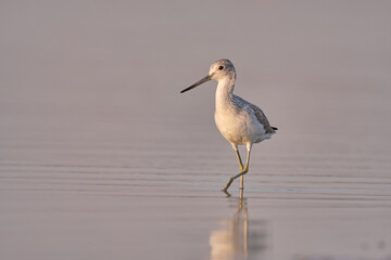 Common greenshank - tringa nebularia on the lake