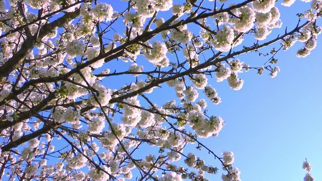 Sweet cherry branches with white flowers sway in the wind against a blue sky on a sunny day. Orchard in the spring.