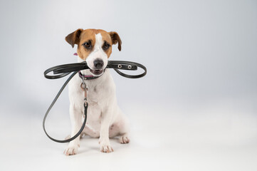 Jack russell terrier dog holding a leash on a white background.