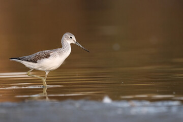 Common greenshank - tringa nebularia on the lake