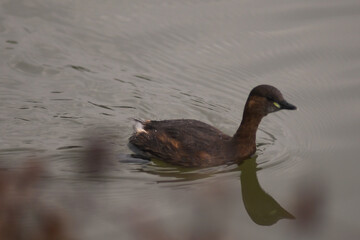 Tuffetto (Tachybaptus ruficollis) in Inverno, ritratto