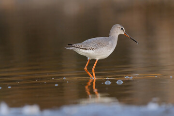Spotted redshank - Tringa erythropus shorebird