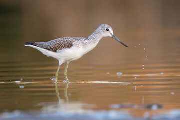 Common greenshank - tringa nebularia on the lake