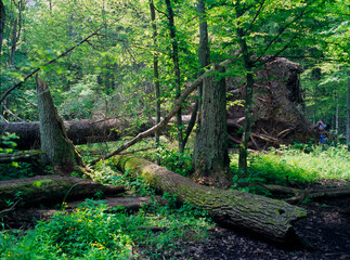 Fallen tree, Bialowieza Forest, Bialowieza National Park, Poland