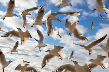 Fototapeta Seagulls flying in the blue sky. obraz