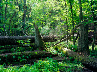 Fallen trees, Bialowieza Forest, Bialowieza National Park, Poland