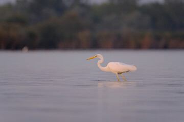 Great egret in the water
