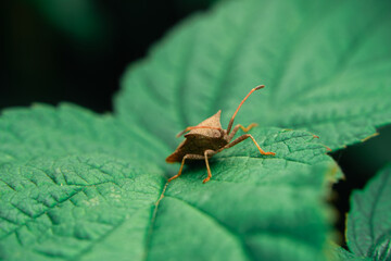 Lurking on a raspberry leaf, a lizard-like insect looks straight ahead. Close up of a beetle foreground
