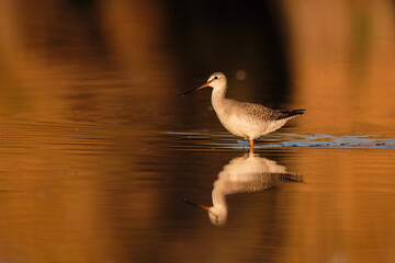 Spotted redshank - Tringa erythropus shorebird