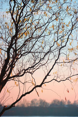 beautiful tree in the sunset, autumn