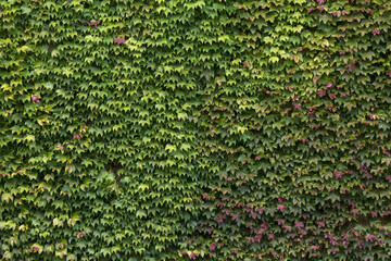 View of a green wall, with dense green foliage plant, landscaped wall texture