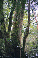 Winter Yaskuhima forest in Kyusyu Japan