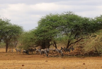 wildebeest in tsavo west