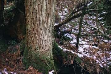 Winter Yaskuhima forest in Kyusyu Japan