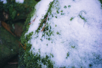 Winter Yaskuhima forest in Kyusyu Japan.