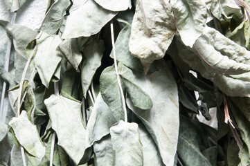 textured background of green eucalyptus leaves with different shades
