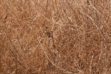 straw texture background and dry branches with different shades