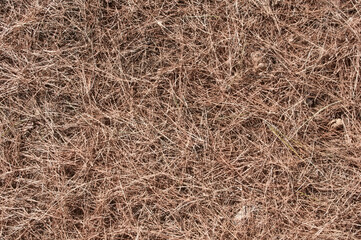 Fototapeta na wymiar straw texture background and dry branches with different shades