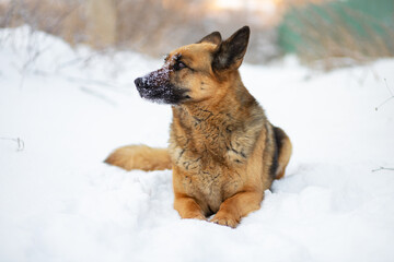 The dog lies on the white snow. The East European Shepherd Dog feels great in winter and loves to play in the snow.