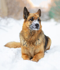 The dog lies on the white snow. The East European Shepherd Dog feels great in winter and loves to play in the snow.