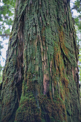 Winter Yaskuhima forest in Kyusyu Japan.