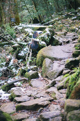 Winter Yaskuhima forest in Kyusyu Japan.