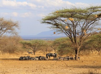 wildebeest in the savannah