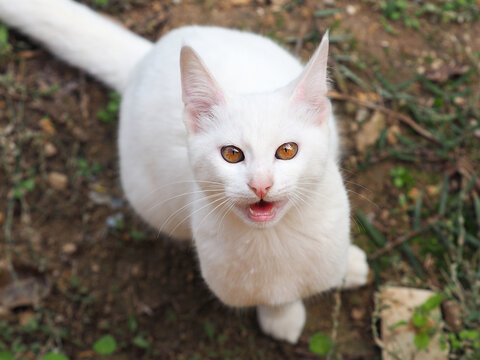 Portrait Of A White Kitten With Amber Eyes