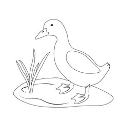 Duck coloring book vector stock illustration. Drawn in black and white. The contour of poultry. On the lawn. For preschool children. Isolated on a white background.