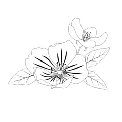 Apple tree flowers coloring book. Vector stock illustration. isolated on a white background. Monochrome black and white cherry tree.