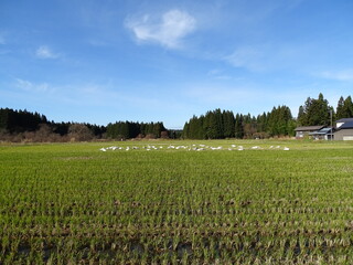 白鳥のいる農村風景