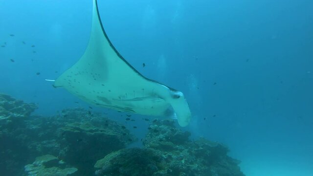 Two big Manta rays swimming over the cleaning station, underwater footage, Maldives, South Ari Atoll, close-up view of manta ray.