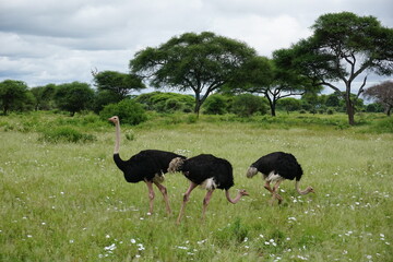 Three ostriches in the Tarangire National Park