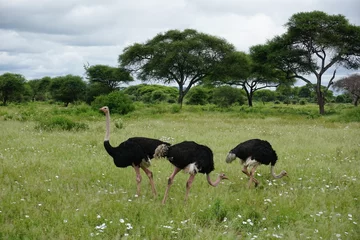 Deurstickers Three ostriches in the Tarangire National Park © anja